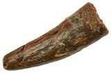 Bargain, Fossil Spinosaurus Tooth - Real Fossil Tooth #373672-1